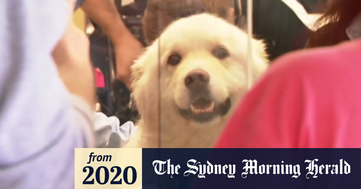 Video Dog reunites with owners after boarding train